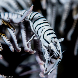 Crinoid Shrimp by John Parker 